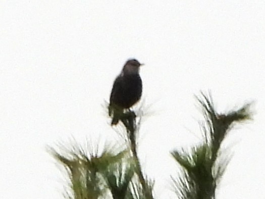 European Starling - ML643499594
