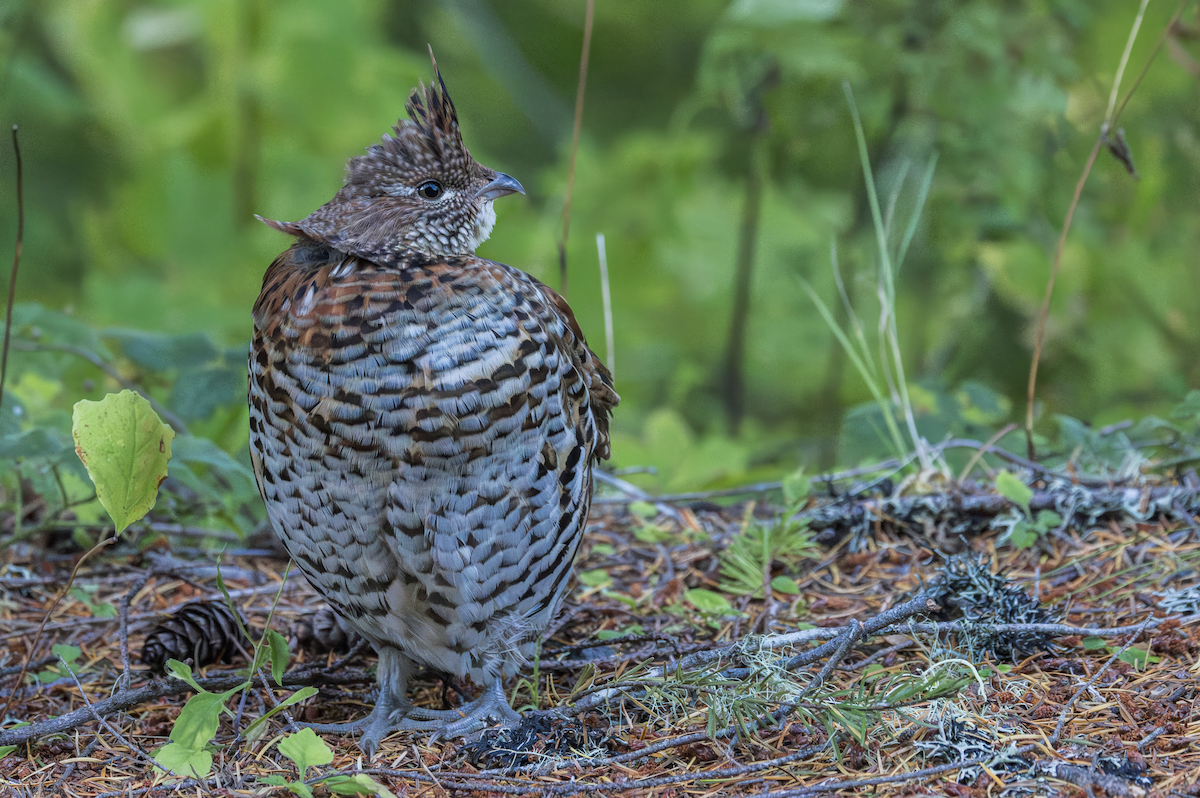 Ruffed Grouse - ML643499595