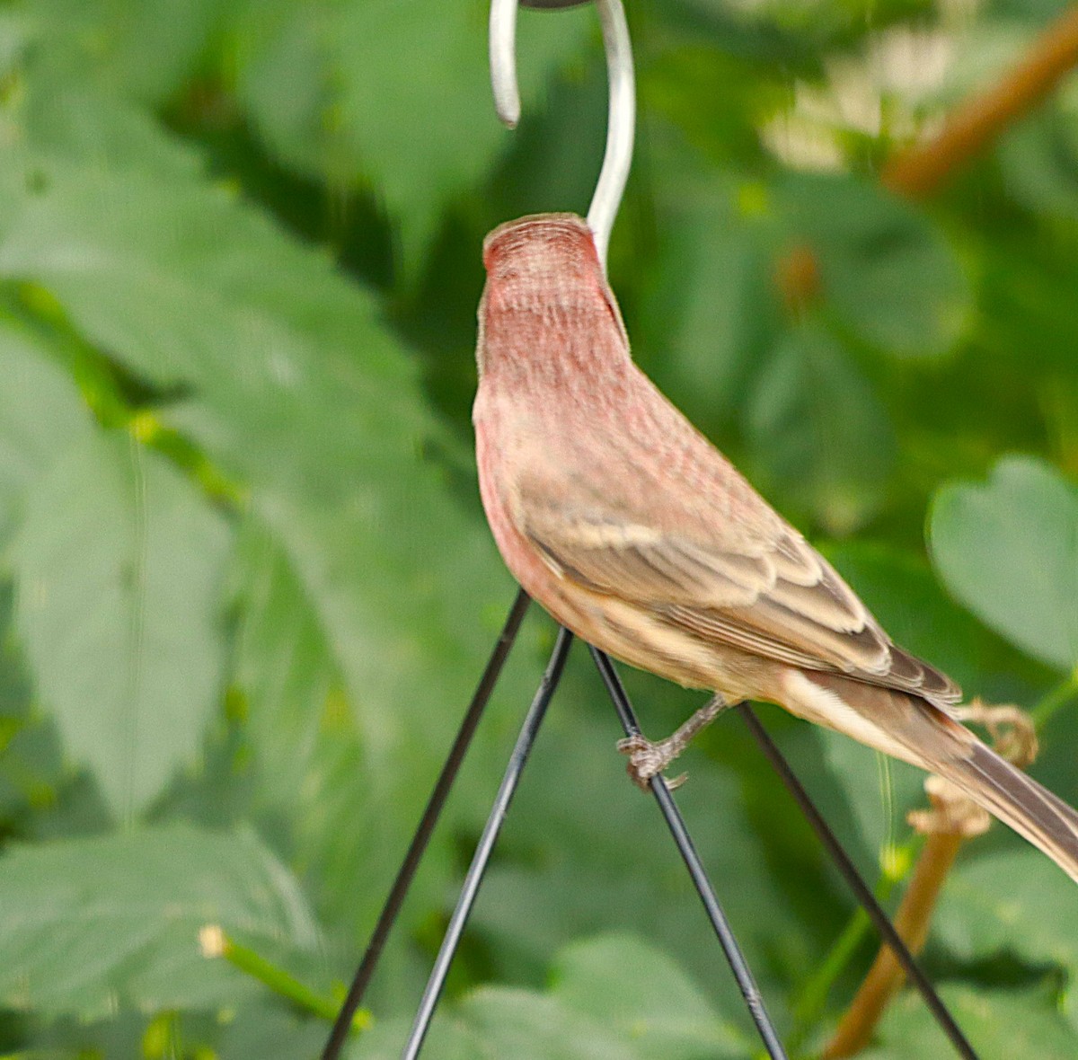 House Finch - ML643499596