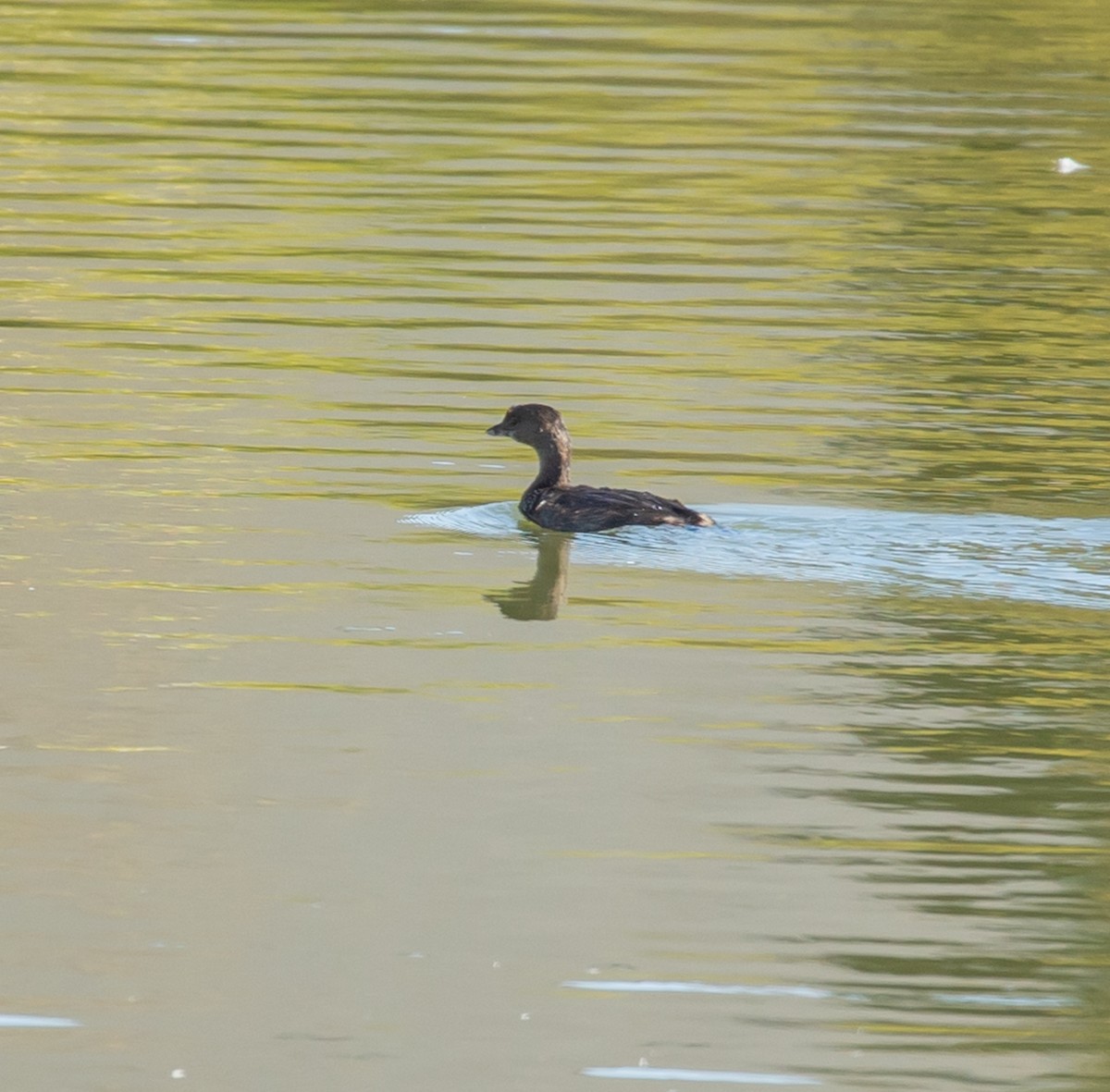 Pied-billed Grebe - ML643499597