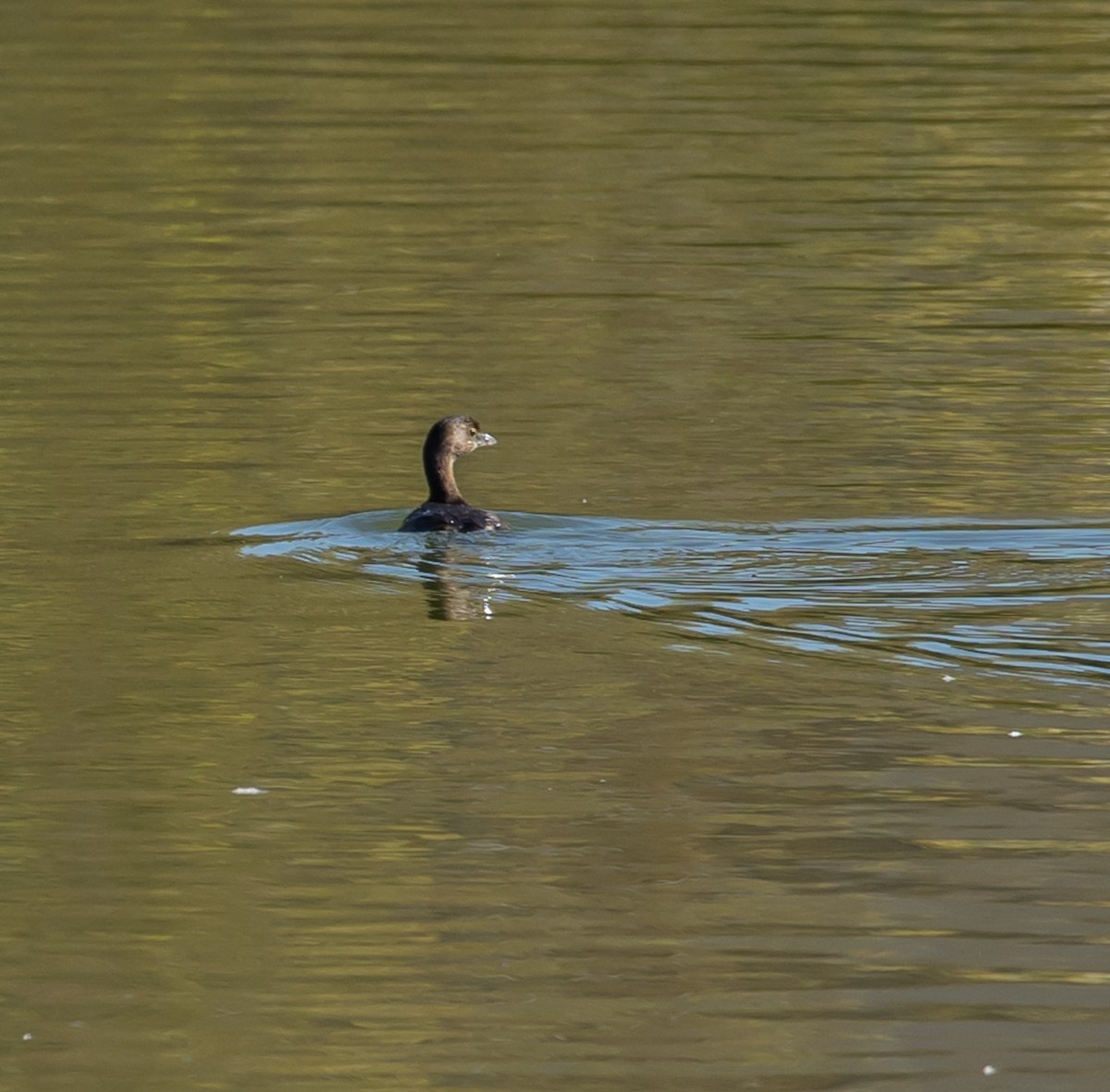 Pied-billed Grebe - ML643499598