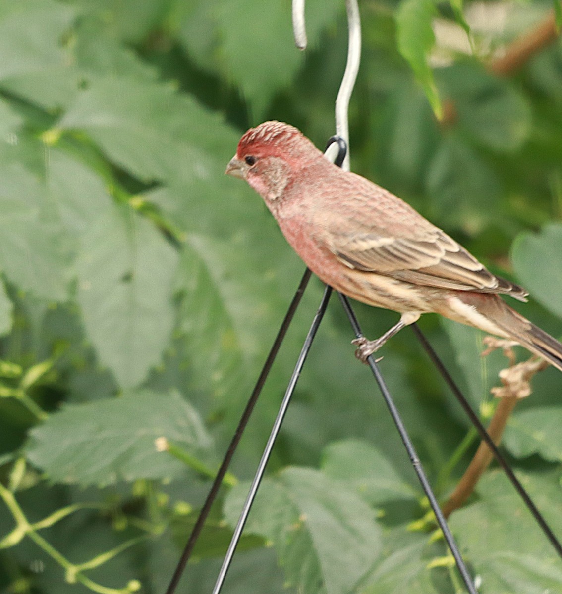 House Finch - ML643499599