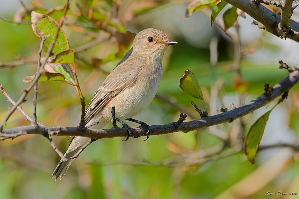 Spotted Flycatcher - ML643499601