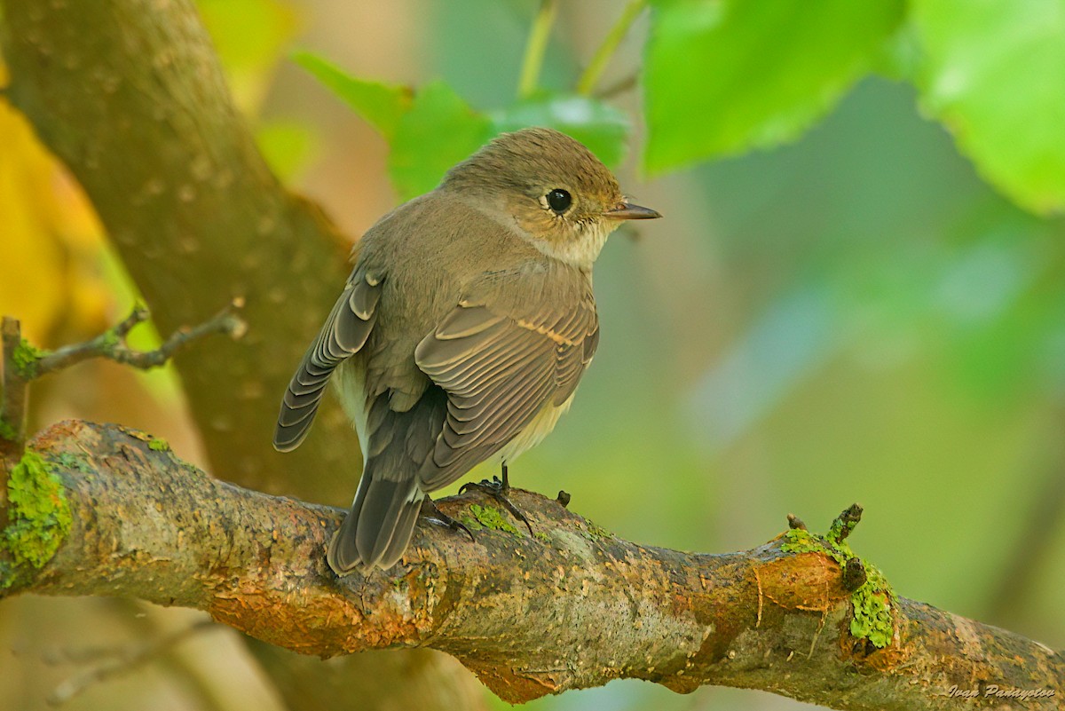 Red-breasted Flycatcher - ML643499612