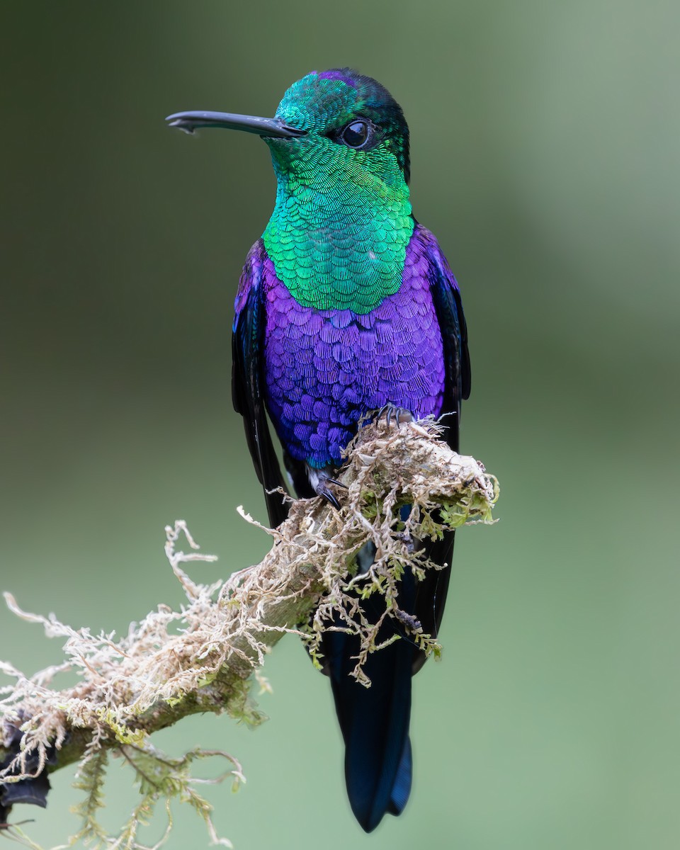 Фиолетоволобая талурания - ML643499615