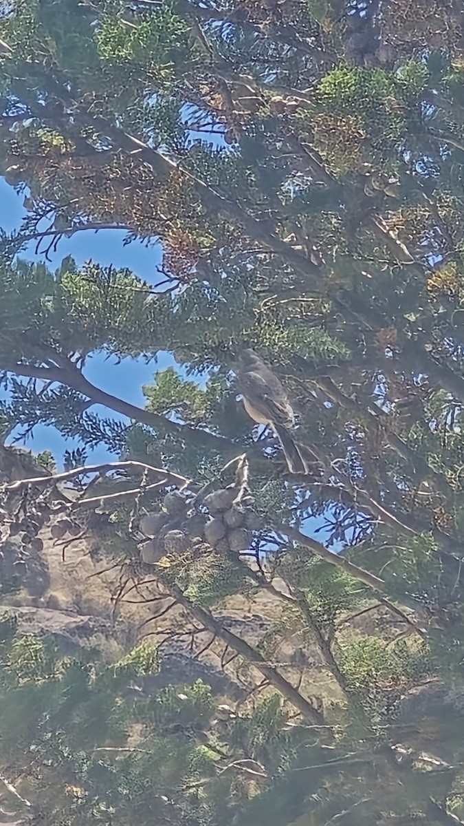 Gray-bellied Shrike-Tyrant - ML643499619