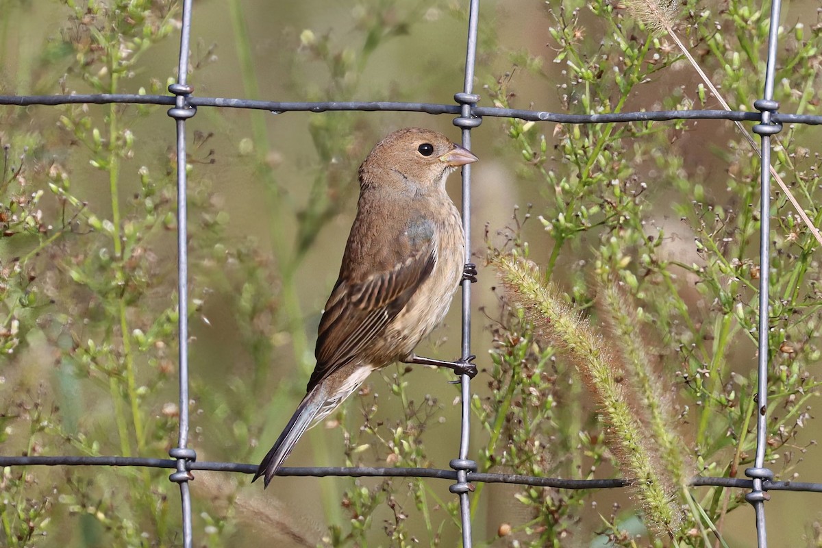 Indigo Bunting - ML643499620