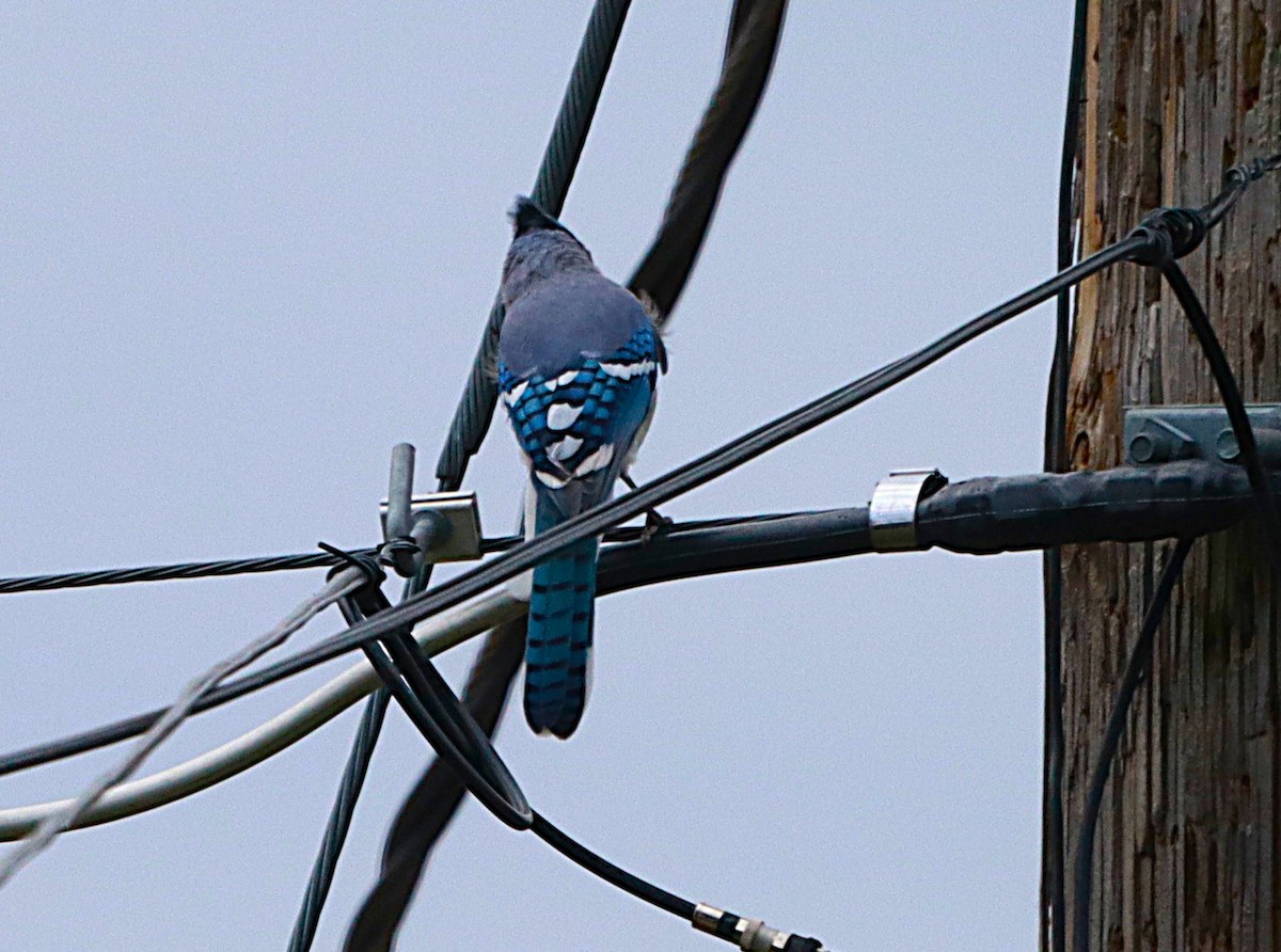 Blue Jay - ML643499624