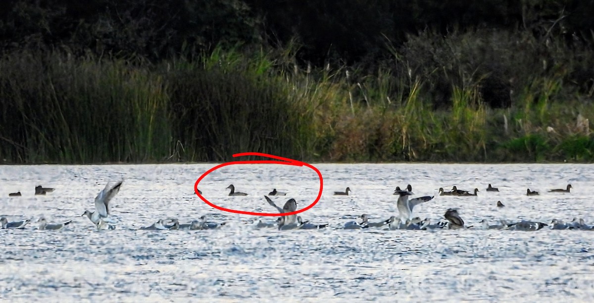 Canvasback - ML643499631