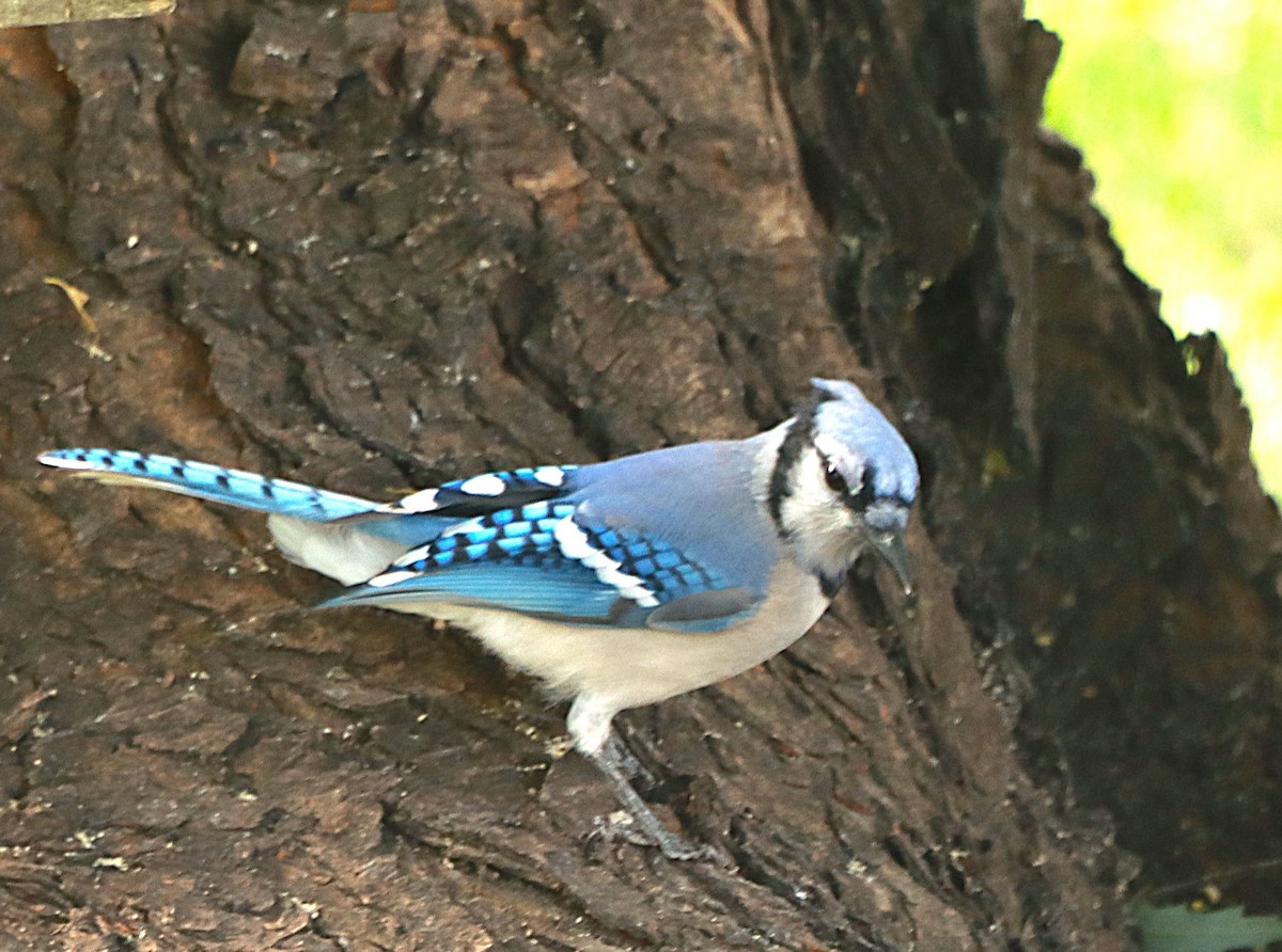 Blue Jay - ML643499649