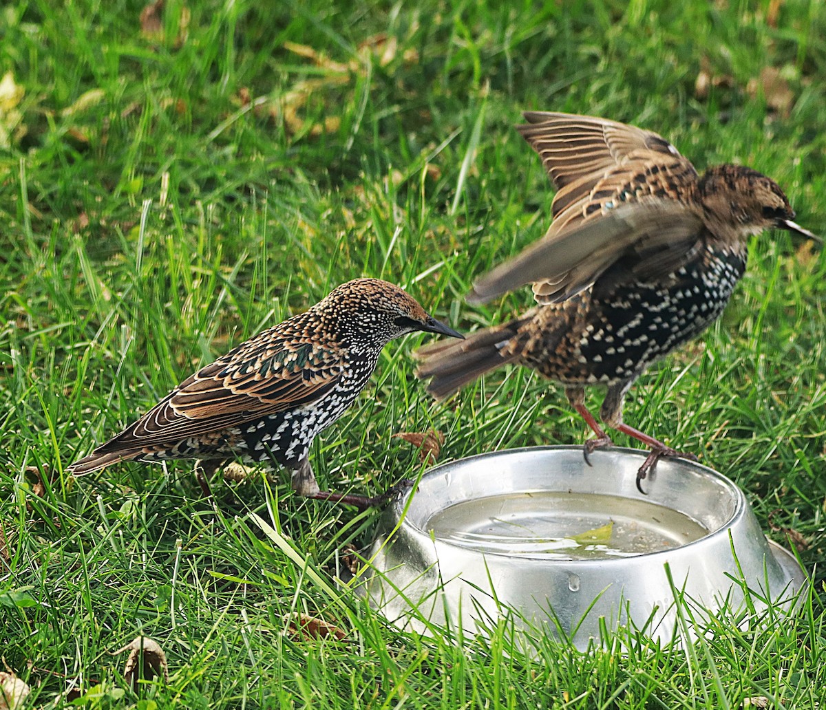 European Starling - ML643499676
