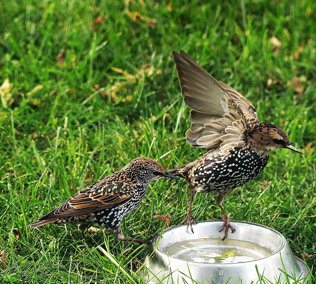 European Starling - ML643499677