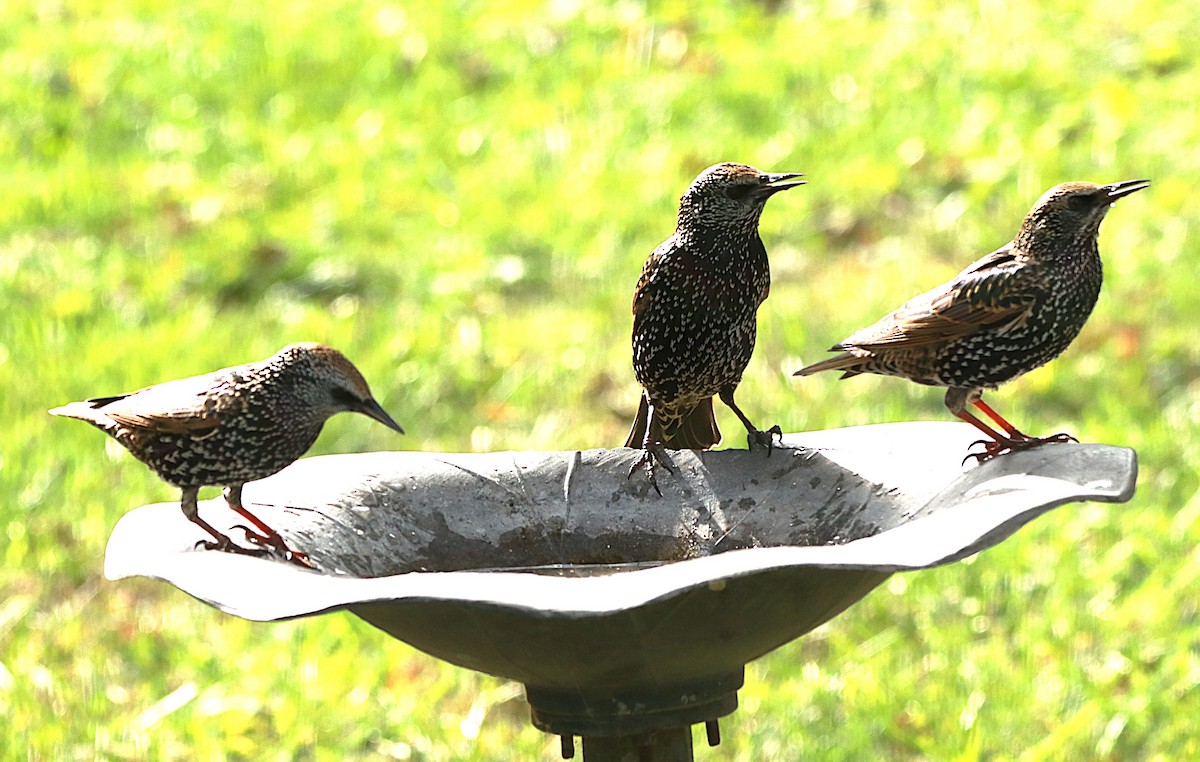 European Starling - ML643499686