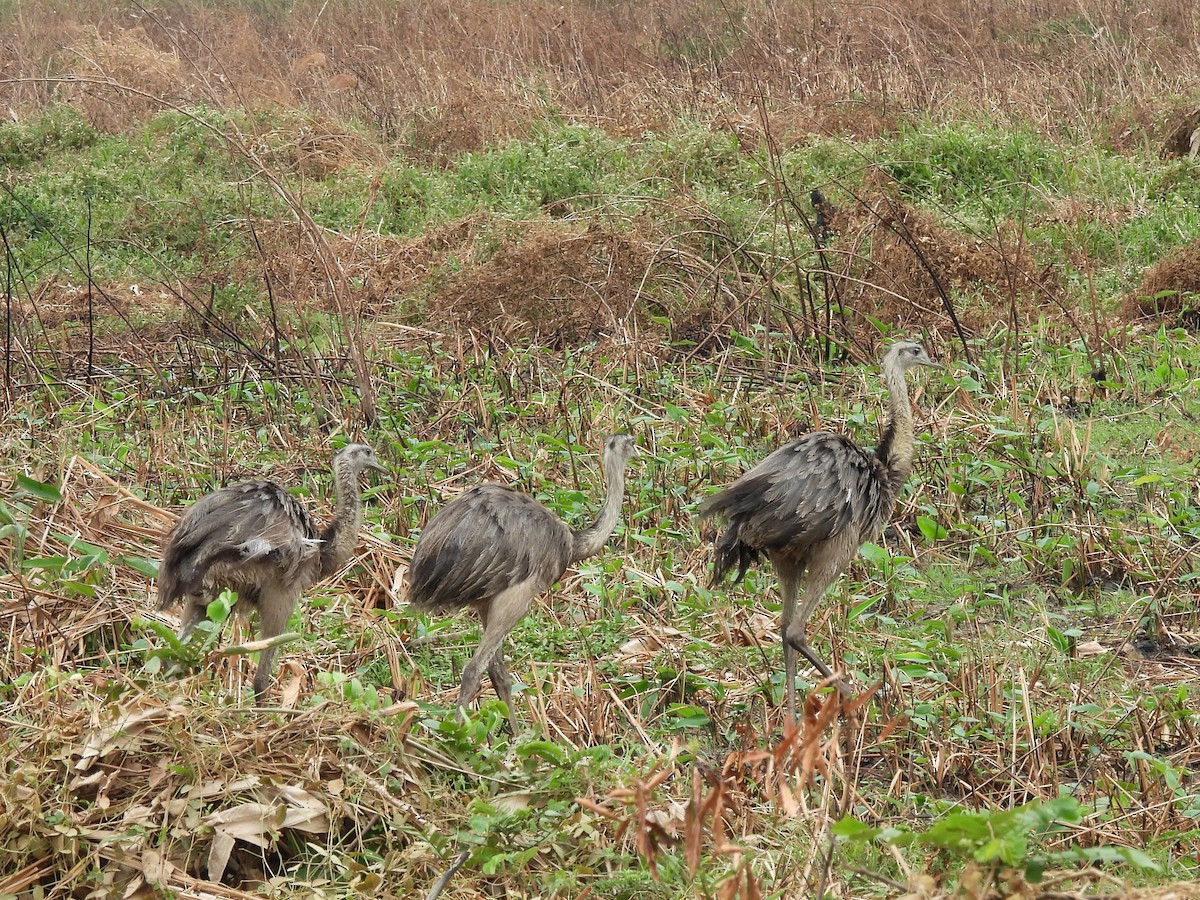 Greater Rhea - ML643499694