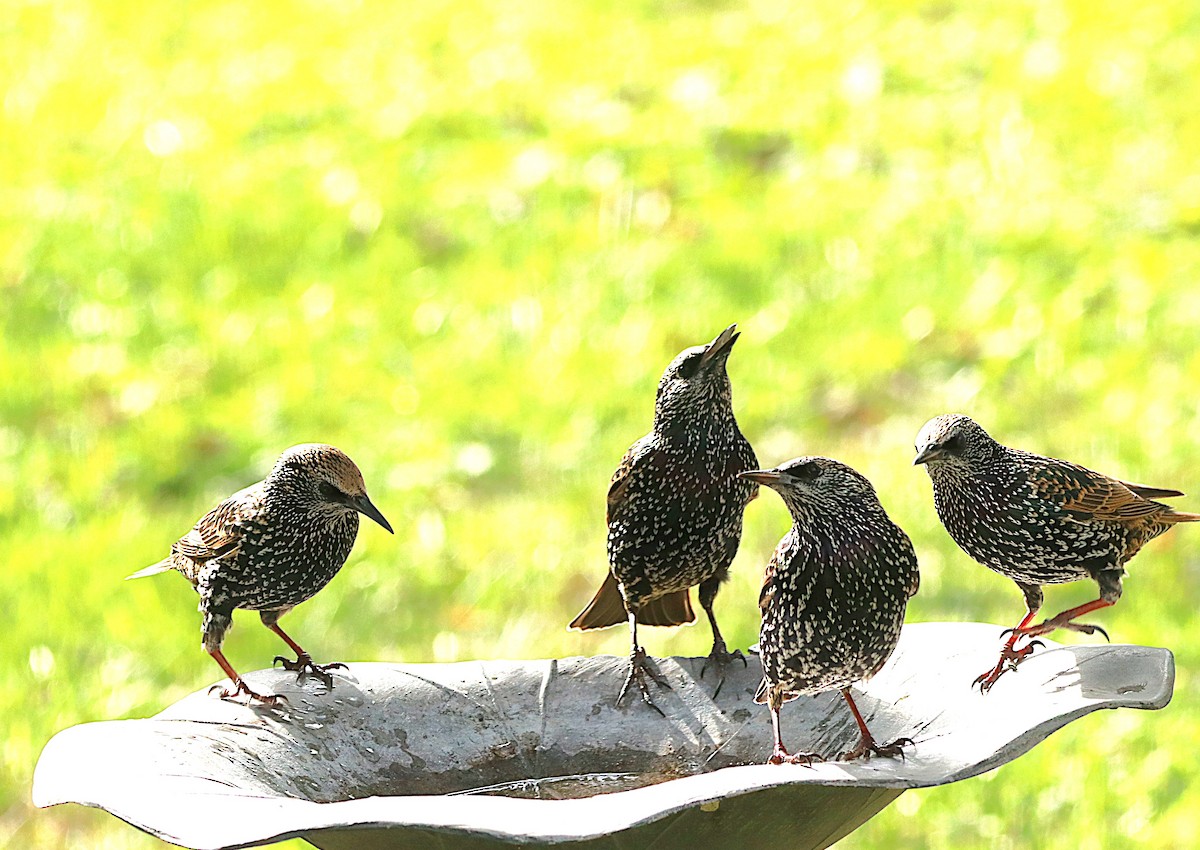 European Starling - ML643499700