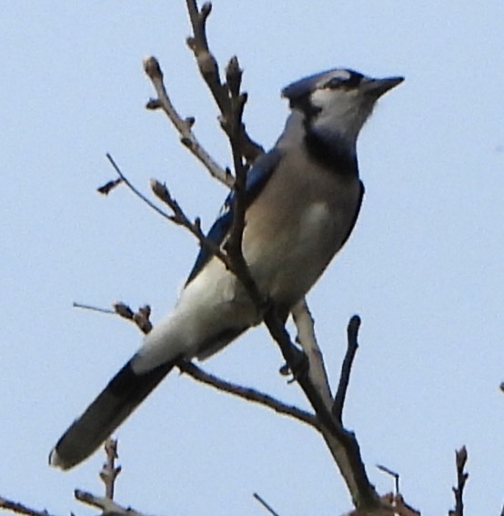 Blue Jay - ML643499709