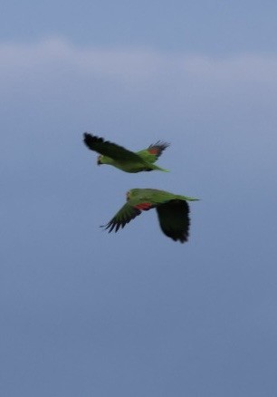 Red-lored Amazon (Red-lored) - ML643499725