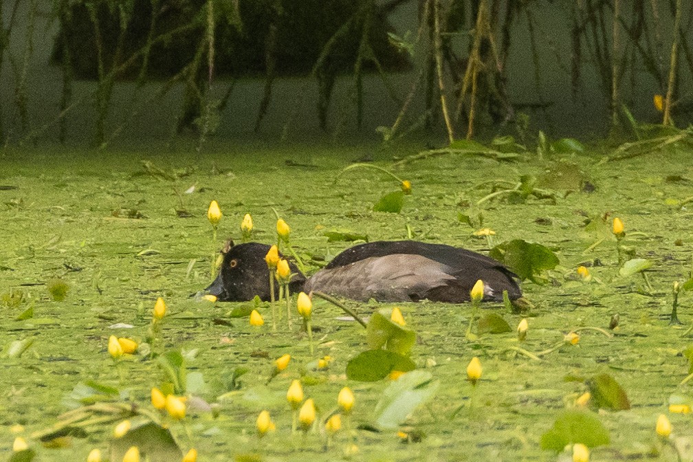 環頸潛鴨 - ML643499730