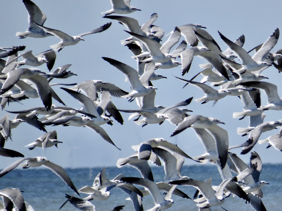 Laughing Gull - ML643499735