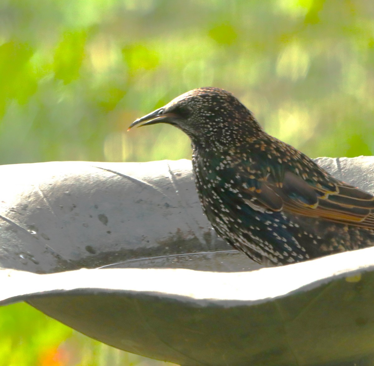 European Starling - ML643499737
