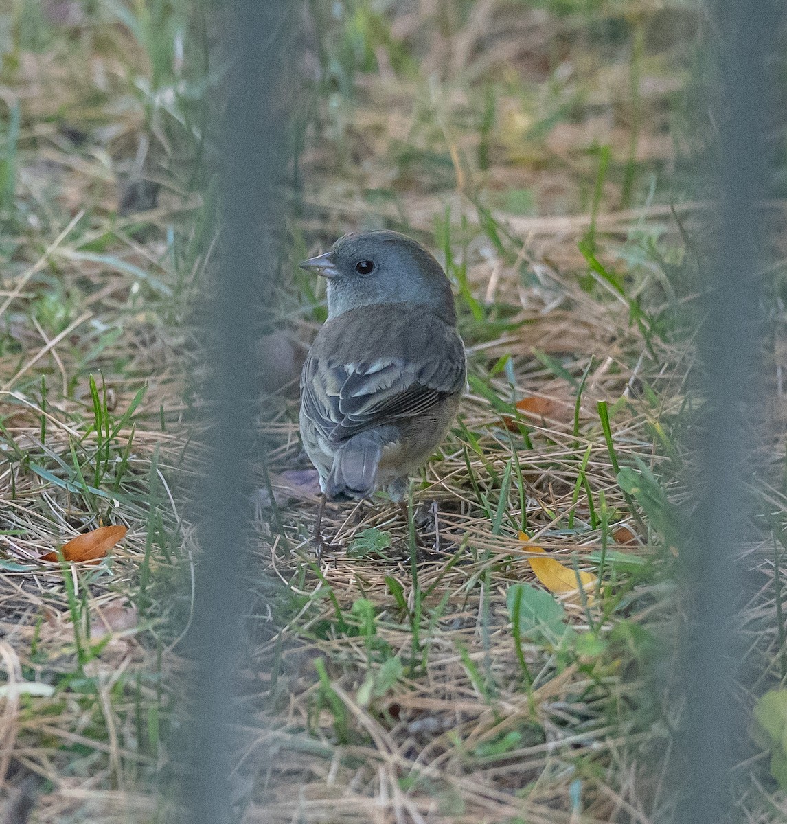 Dark-eyed Junco - ML643499746