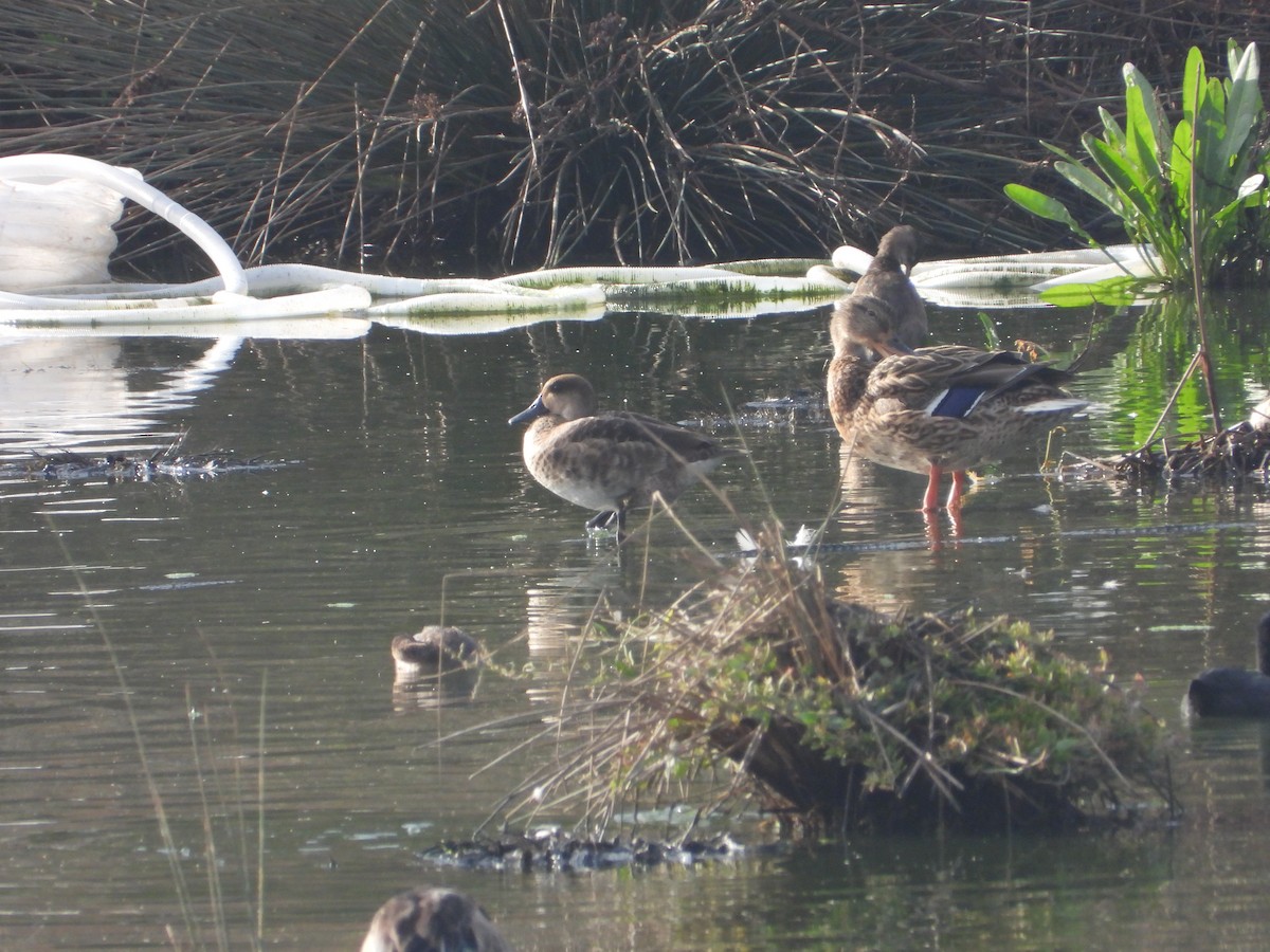 Улаан хошуут биваан - ML643499750