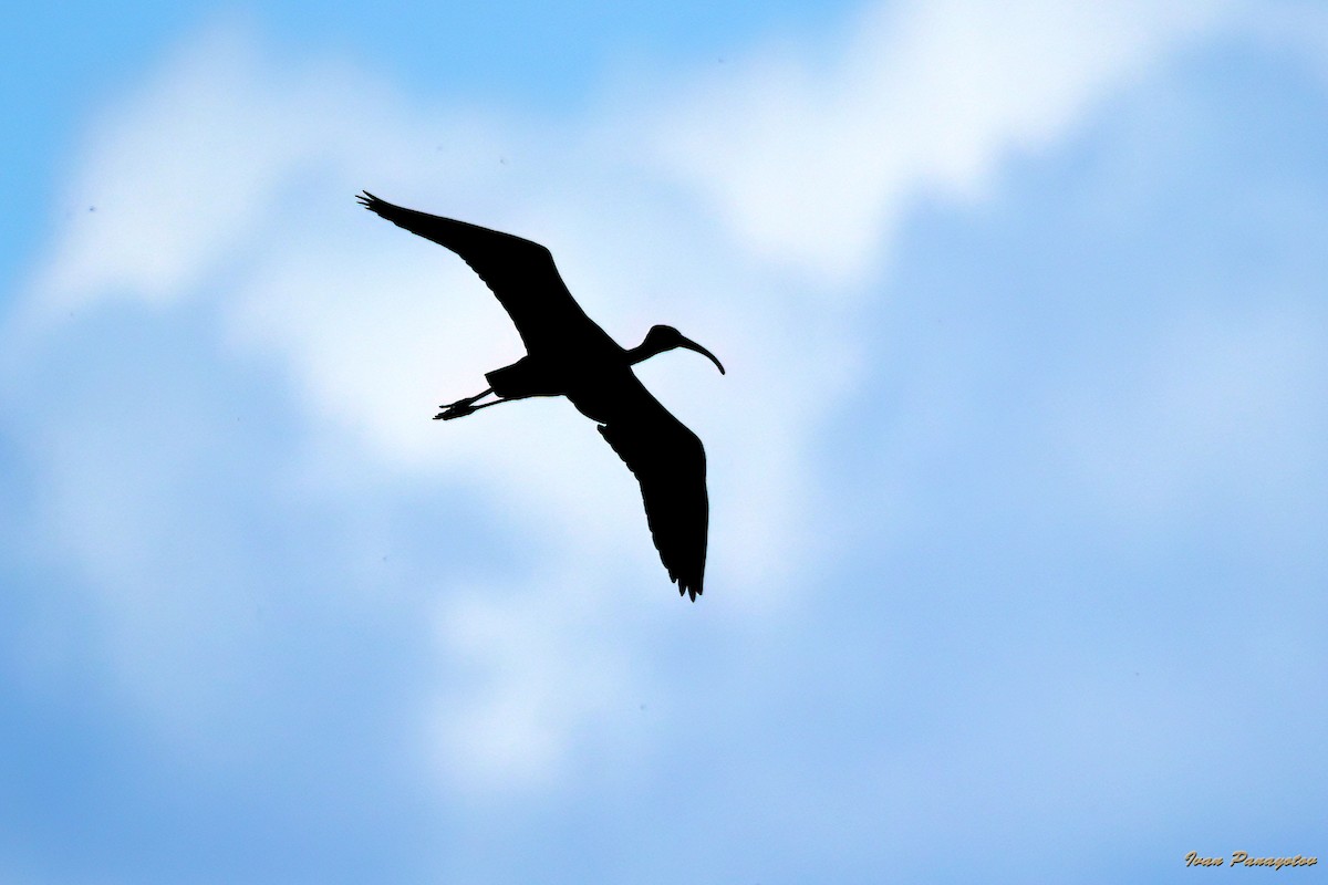 Glossy Ibis - ML643499754