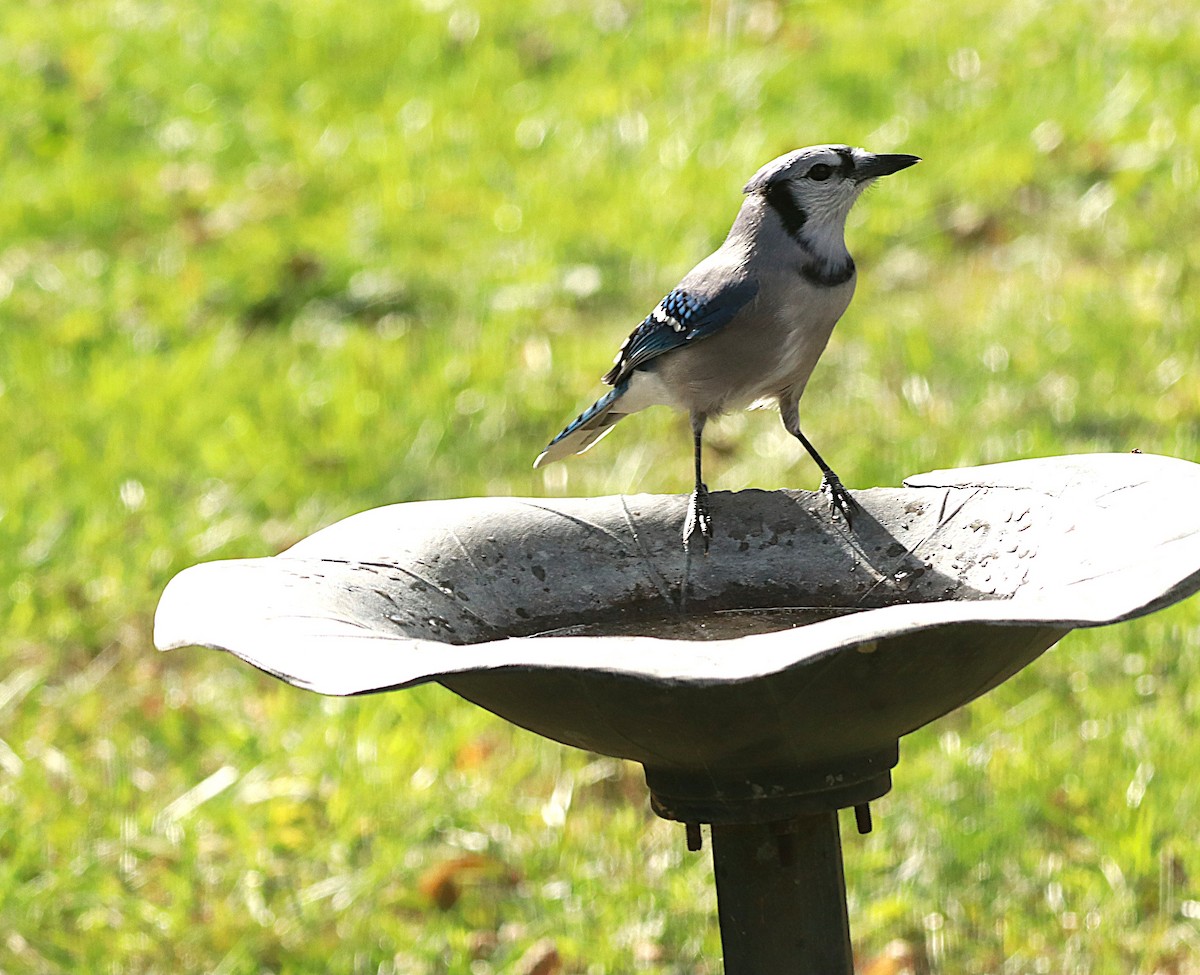 Blue Jay - ML643499755