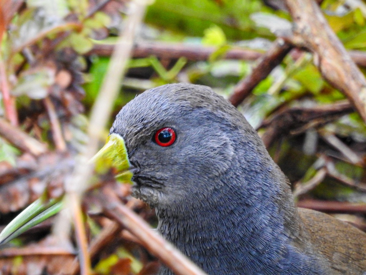Blackish Rail - ML643499758
