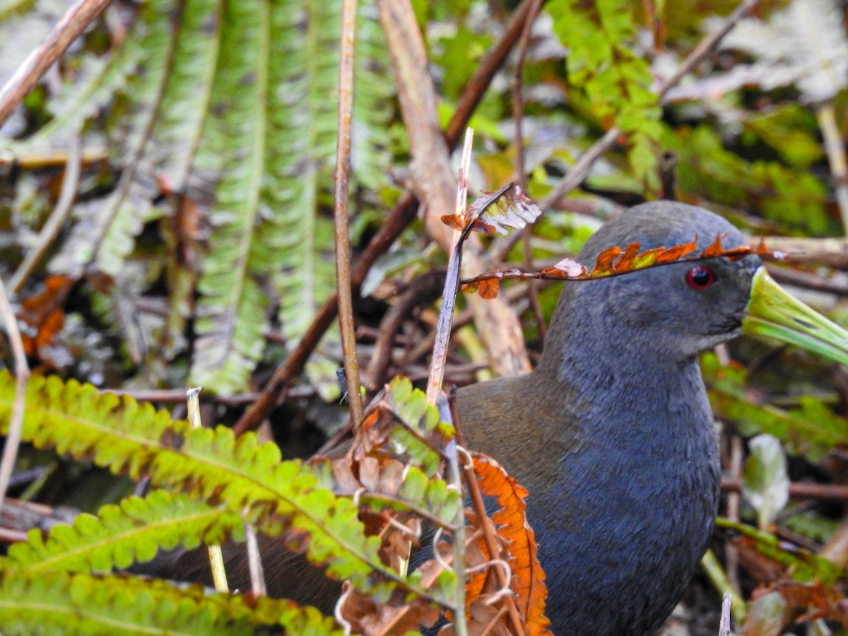 Blackish Rail - ML643499759