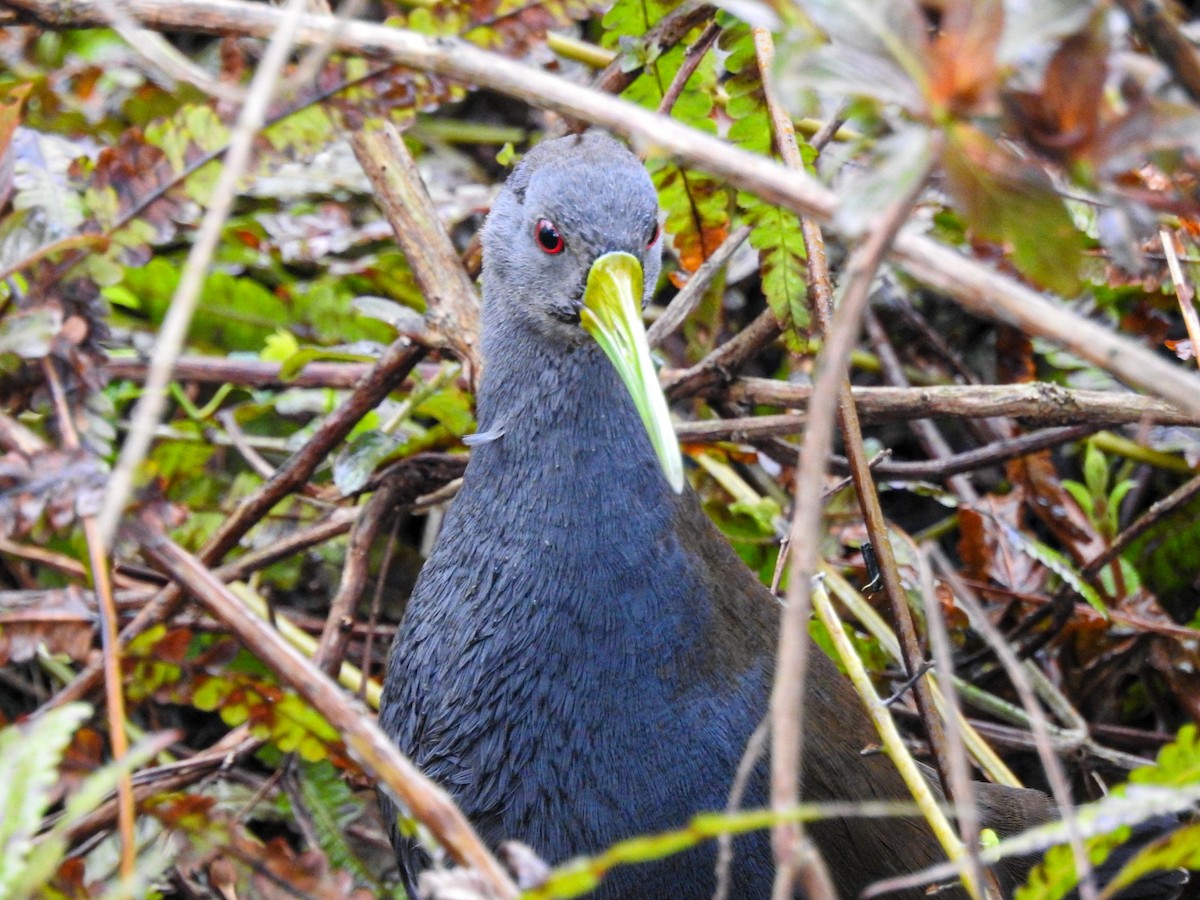 Blackish Rail - ML643499760