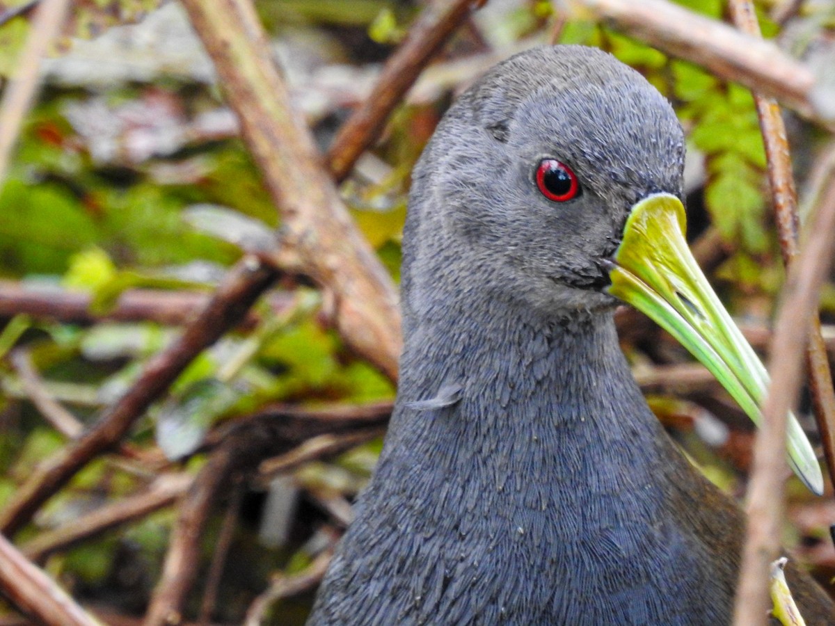 Blackish Rail - ML643499761