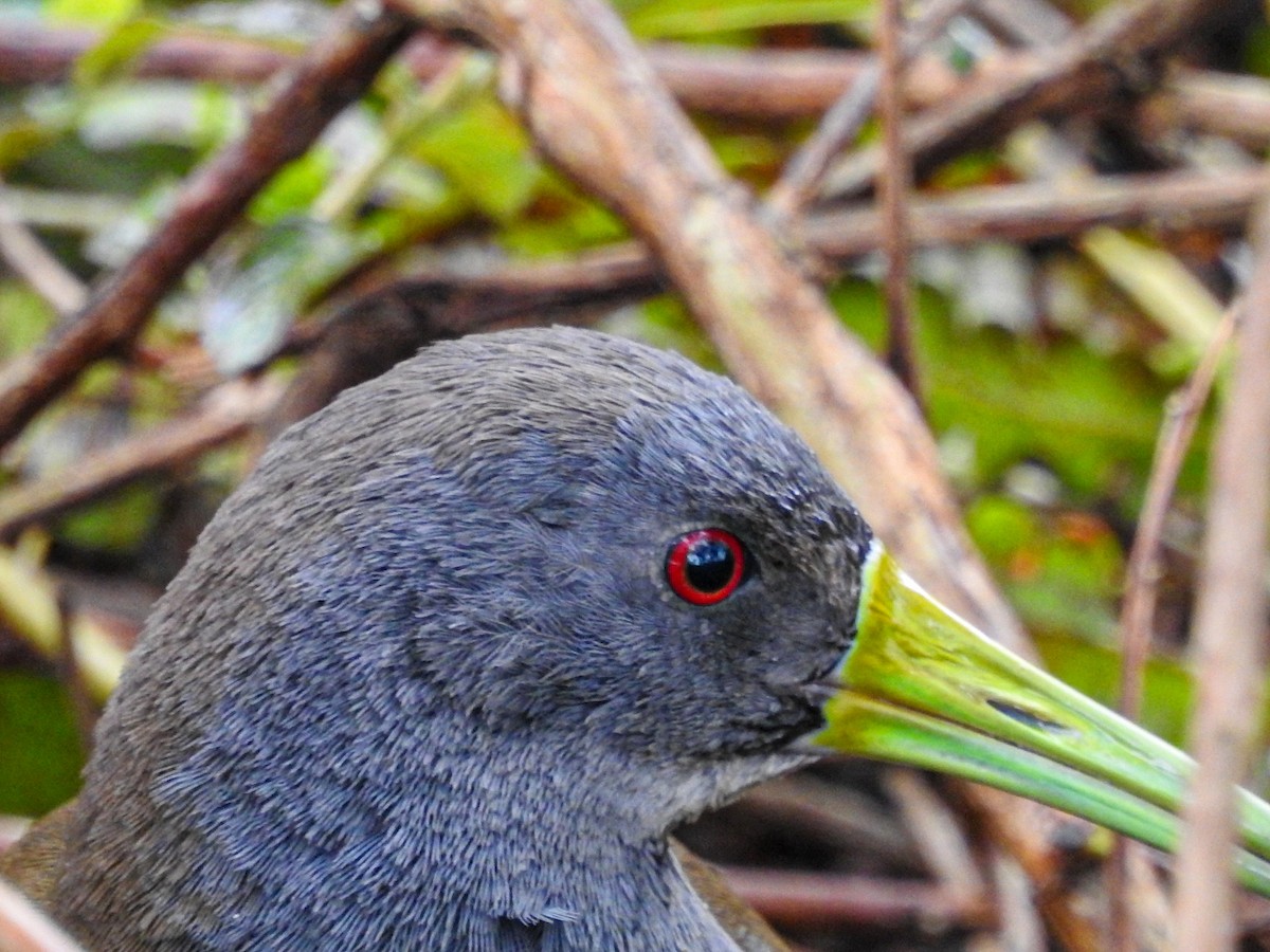 Blackish Rail - ML643499762