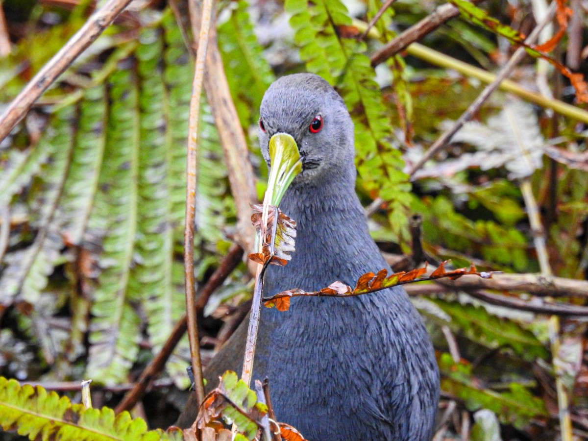 Blackish Rail - ML643499763