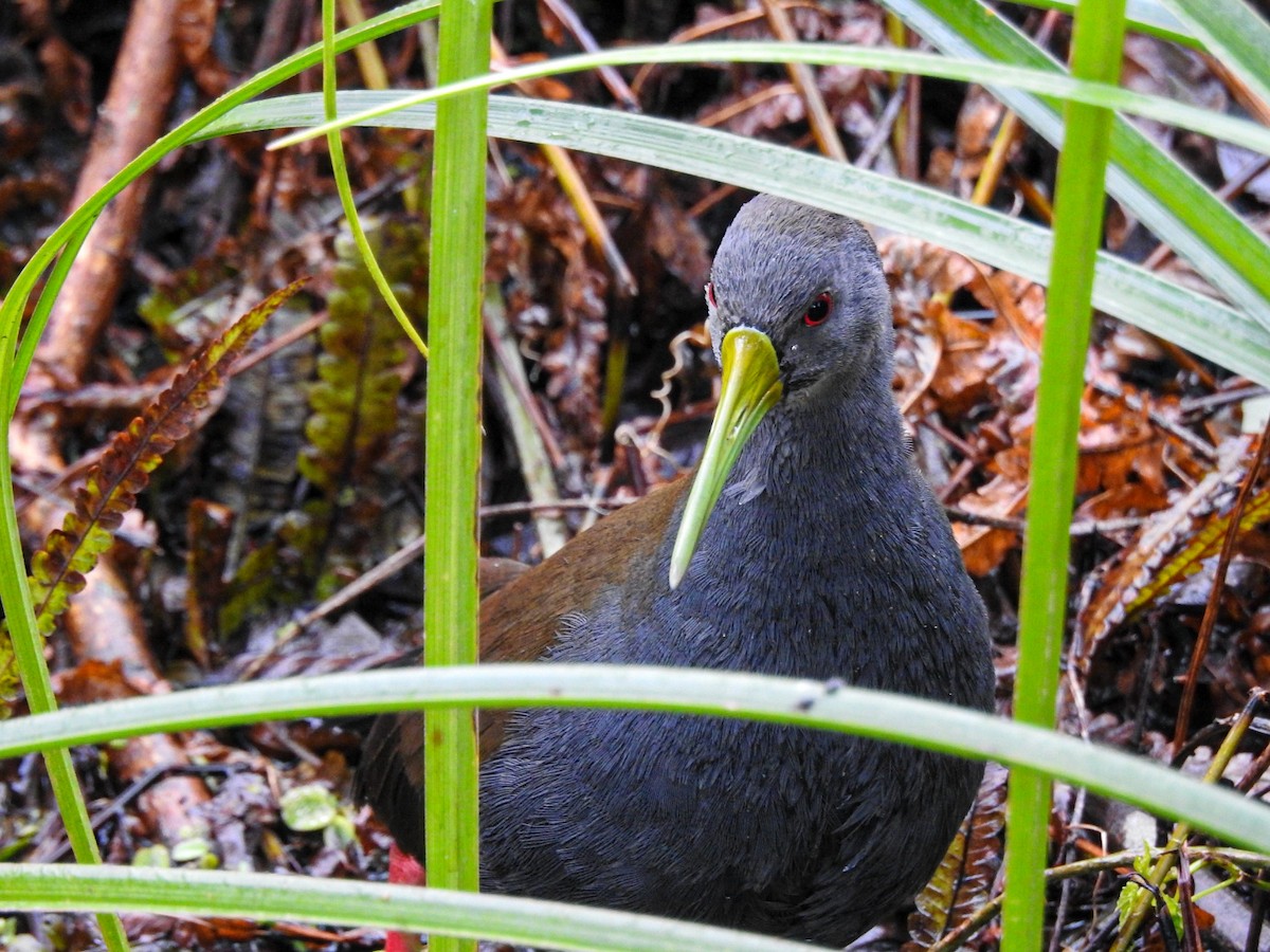 Blackish Rail - ML643499764