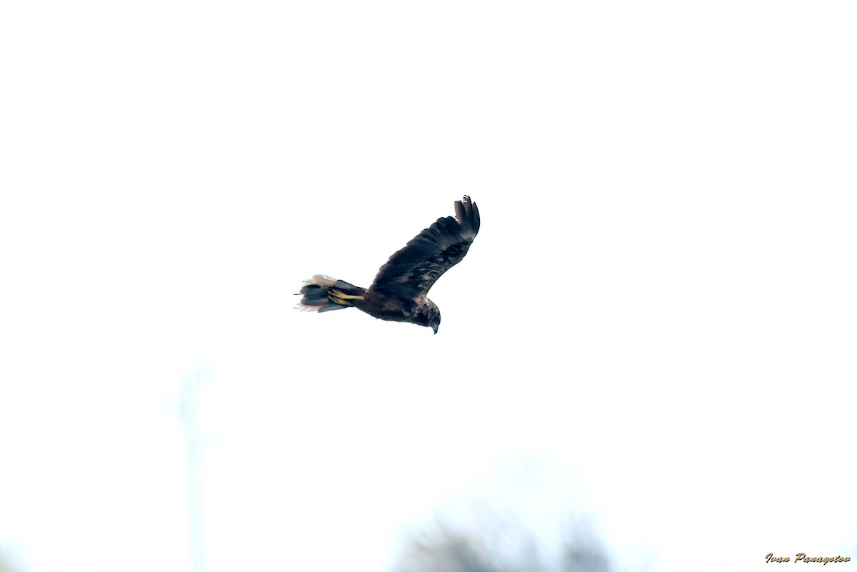 Western Marsh Harrier - ML643499770