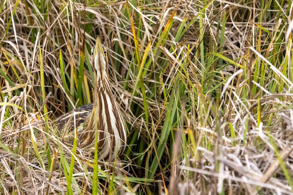 American Bittern - ML643499774