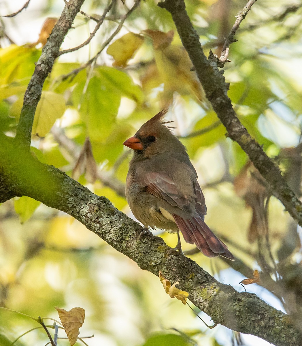 Northern Cardinal - ML643499800
