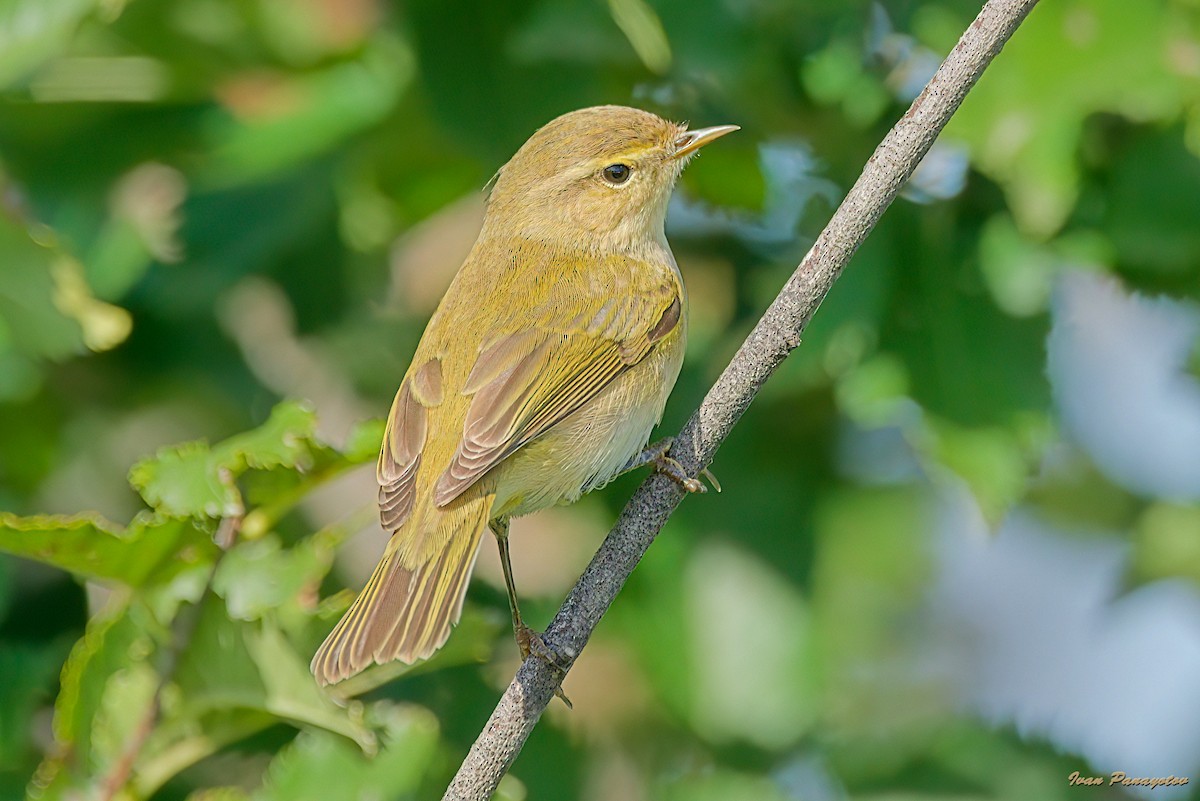 Common Chiffchaff - ML643499808