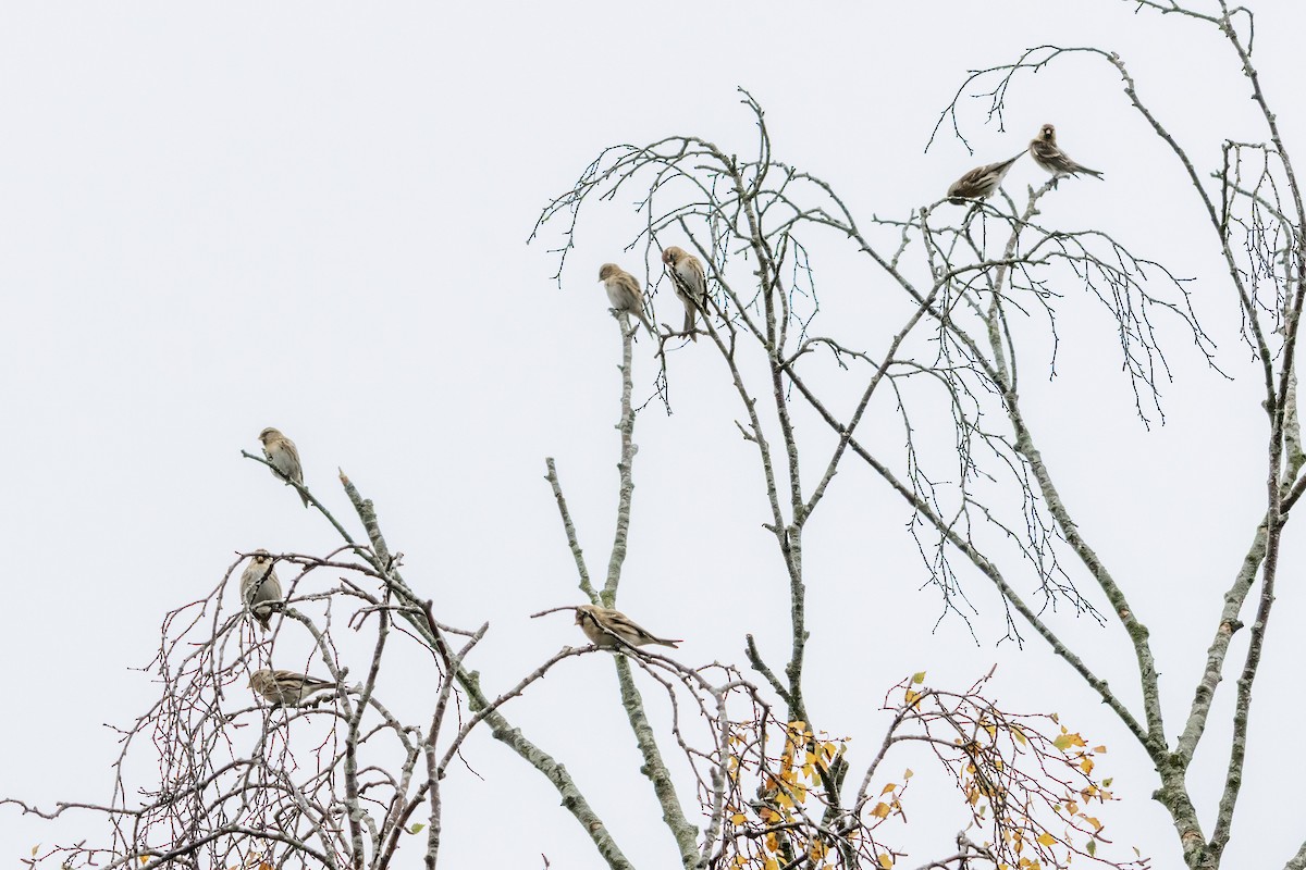 Redpoll (Lesser) - ML643499835