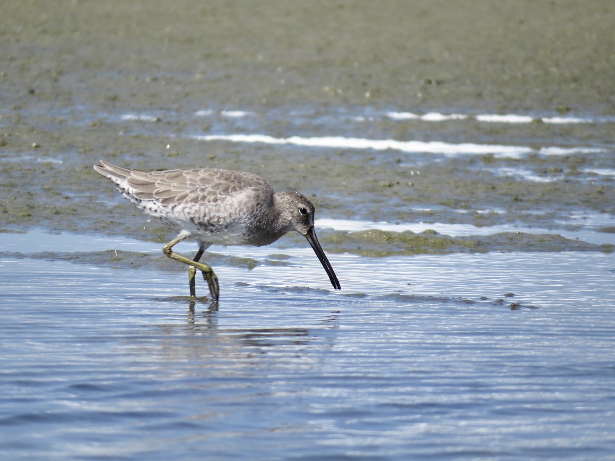 Short-billed Dowitcher (hendersoni) - ML643499839