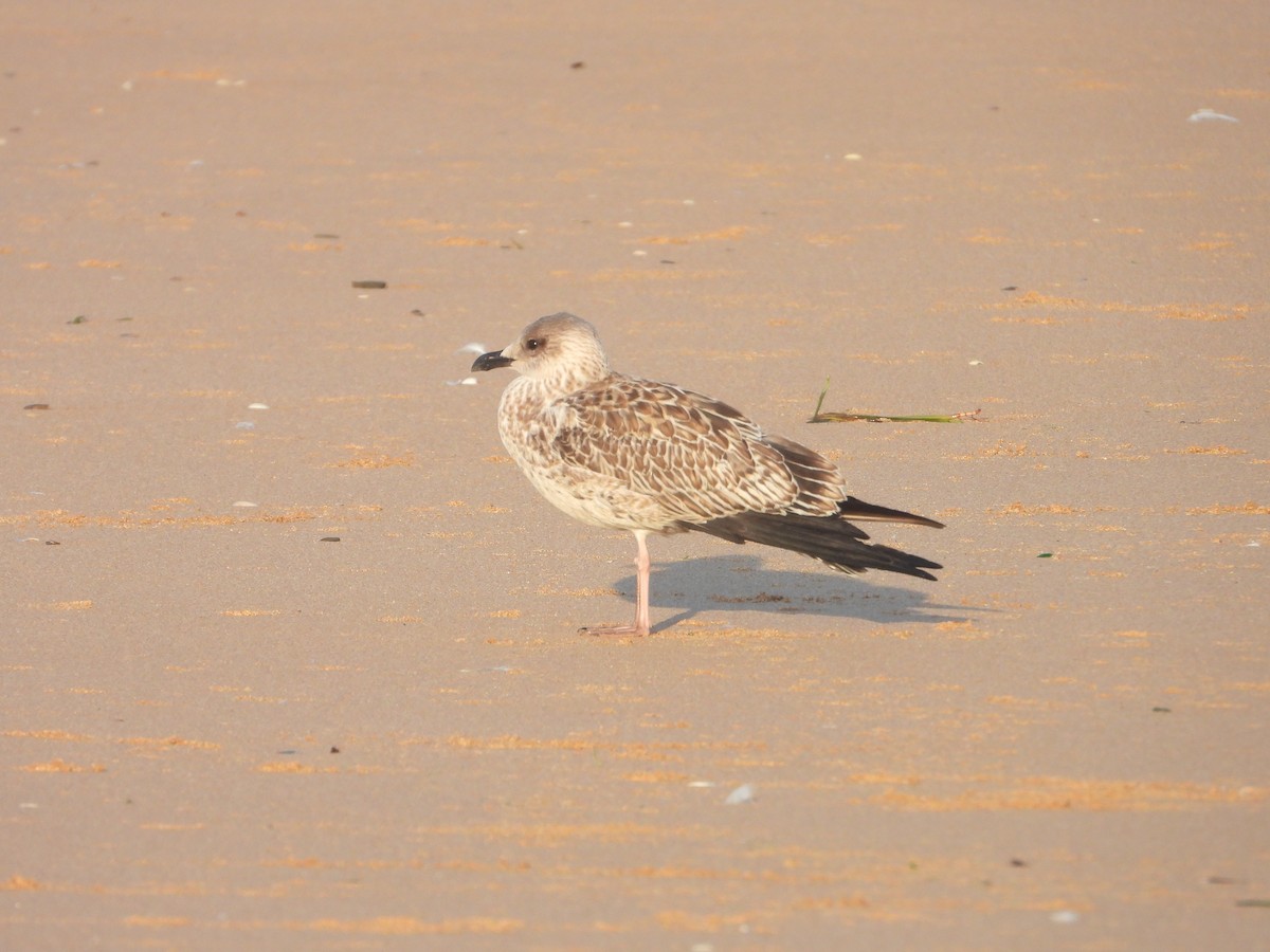 Бэсрэг цахлай - ML643499846