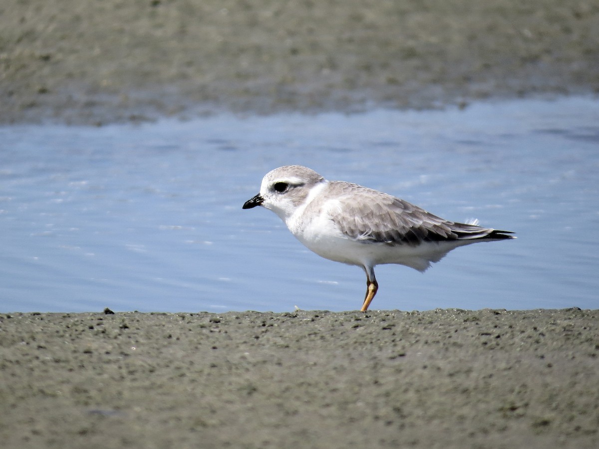 Piping Plover - ML643499852