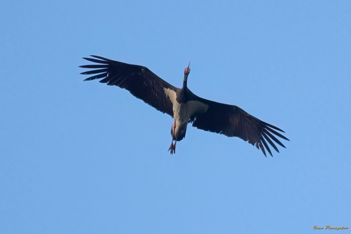 Black Stork - ML643499869