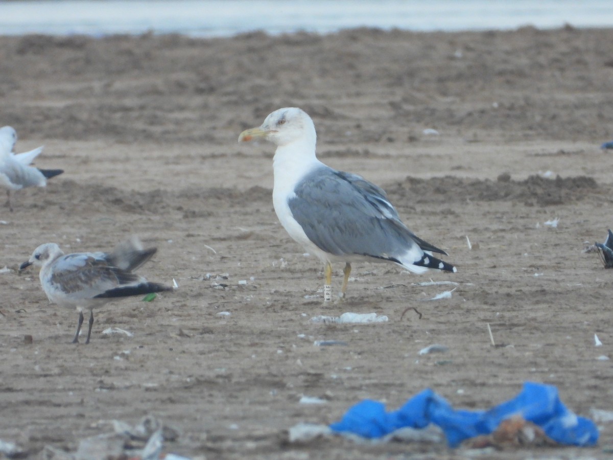 Yellow-legged Gull - ML643499872
