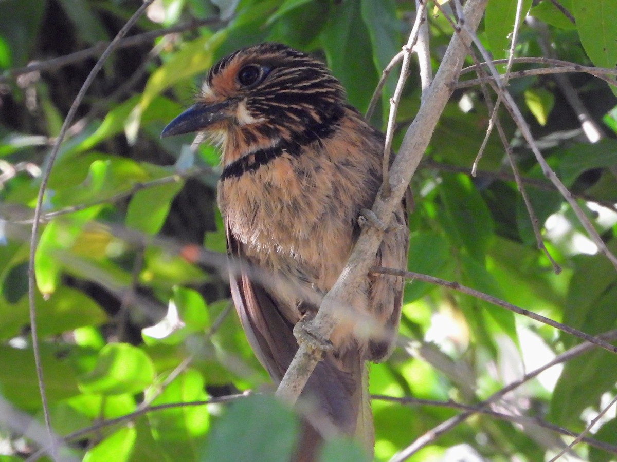 Crescent-chested Puffbird - ML643499873