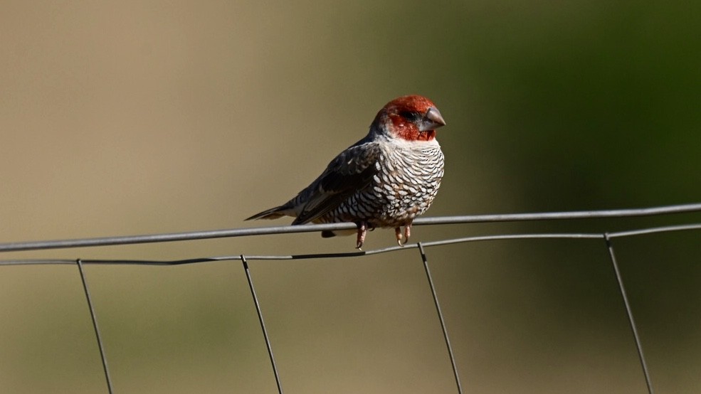 Red-headed Finch - ML643499876