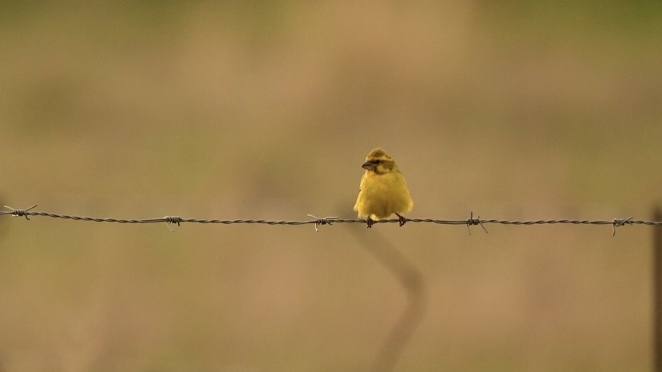 Sarı İskete - ML643499891