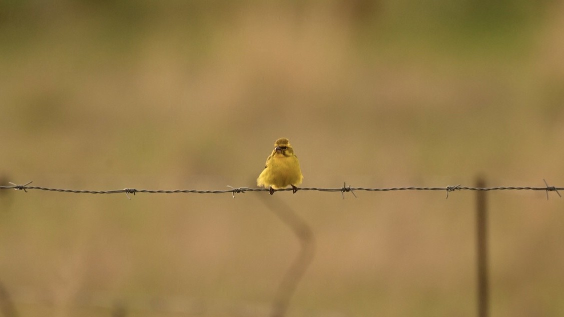 Sarı İskete - ML643499892