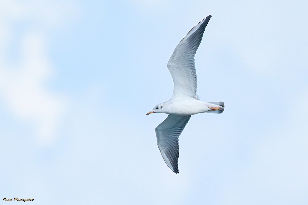Black-headed Gull - ML643499894